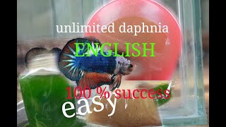 daphnia moina culture Easy way Unlimited production English  with sub Green water Chlorella [upl. by Celina]