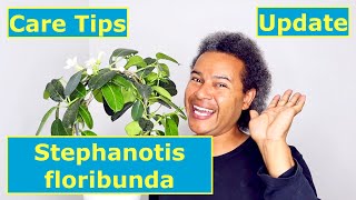 Update amp Care Tips  Stephanotis floribunda [upl. by Skip]