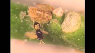 Tamarixia radiata Parasitizing an Asian Citrus Psyllid [upl. by Dagall]