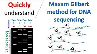 Maxam Gilbert sequencing [upl. by Regor913]