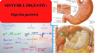 ADMITERE MEDICINA SISTEMUL DIGESTIV 2 Digestia gastrica [upl. by Wohlen]