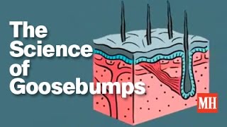 The Science of Goosebumps [upl. by Nabe]