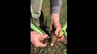 How to Dig and Divide Bearded Iris [upl. by Aliahs482]