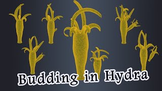 Budding in Hydra [upl. by Smart]