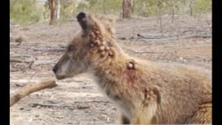 Crows removing ticks part 2 of 5 [upl. by Riedel]