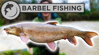 How To Catch BARBEL  A Simple Guide To Barbel Fishing [upl. by Itnahsa496]