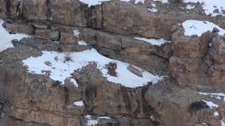 On the Prowl Snow Leopard vs Ibex in Spiti India [upl. by Conlin]