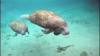 Manatí  Trichechus manatus [upl. by Arnoldo]