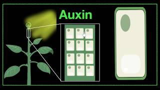 Major plant hormones amp how to remember  Control amp Coordination  Biology  Khan Academy [upl. by Edylc297]