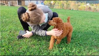 GOTCHA DAY RedApricot Standard Poodle Puppy [upl. by Oranneg]