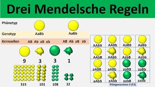 Mendelsche Regeln 1 Uniformitätsregel  2 Spaltungsregel  3 Unabhängigkeitsregel  Biologie [upl. by Raff547]