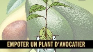 Comment empoter un jeune plant davocatier how to plant an avocado tree [upl. by Ginzburg]