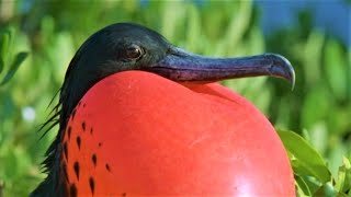 Bizarre Mating Ritual Of The Frigatebird  Wild Caribbean  BBC Earth [upl. by Gefen]