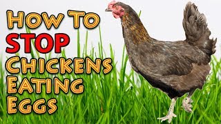 How To Stop Chickens Eating Eggs [upl. by Diantha]