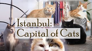 Istanbul Capital of Cats [upl. by Ssilb]