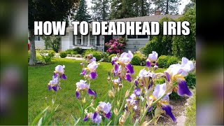 How to Deadhead Iris [upl. by Batsheva]