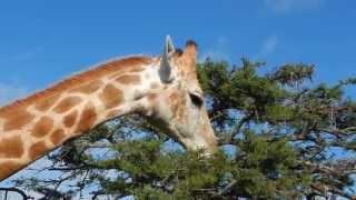 Giraffe feeding on Acacia Tree  Filmed by Greg Morgan [upl. by Holland308]