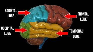 Frontal Lobe Parietal Lobe Occipital Lobe OH MY [upl. by Grieve]