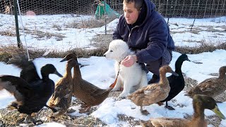 Puppy Meets Ducks for the First Time Maremma Livestock Guardian Dog [upl. by Zosema]