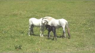 Andalusian mare with new foal meets stallion dad [upl. by Meilen]