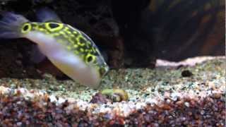 My Figure 8 Puffer fish vs snail Tetraodon biocellatus [upl. by Ained]