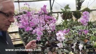 OrchidWeb  Phalaenopsis schilleriana [upl. by Cordeelia]