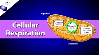 Cellular Respiration [upl. by Levenson]