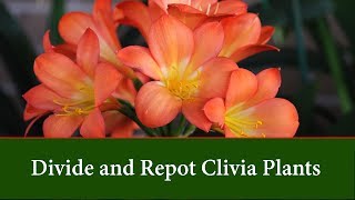 How to Divide and Repot Clivia Plants [upl. by Borlow]