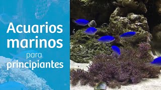 TOP 8️⃣ PECES de MARINO para PRINCIPIANTES [upl. by Olen]