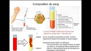 Cours Hématologie Séquence 1 Physiologie Animale SVI S4 [upl. by Iret]