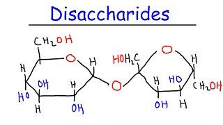 Disaccharides  Sucrose Maltose Lactose  Carbohydrates [upl. by Esilegna]