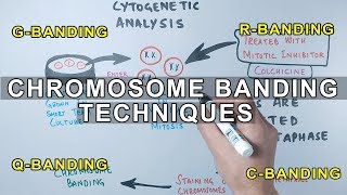 Chromosome Banding Techniques [upl. by Quill]