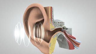 Journey of Sound to the Brain [upl. by Aytida]