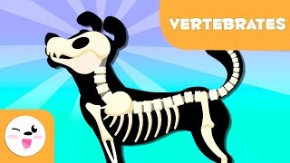 Vertebrate Animals for kids  Introduction [upl. by Hoes532]