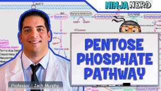 Metabolism  Pentose Phosphate Pathway [upl. by Aninep]