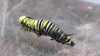 MONARCH Caterpillar MOLTINGshedding its skin [upl. by Eicats]