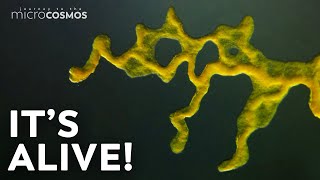 Slime Molds When Micro Becomes Macro [upl. by Eilerua]