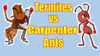 Whos Eating Your House Termites or Carpenter Ants [upl. by Vassar]