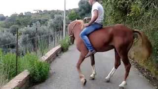 Cavallo al galoppo [upl. by Aeresed]