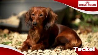 Dachshund Teckel [upl. by Tosch]