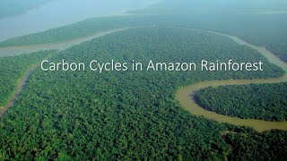 Carbon Cycle in Amazon Rainforest ALevel Geography [upl. by Aihsei]