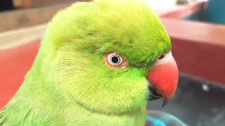 Female Parrot Behave Parrot Sound [upl. by Naelcm]