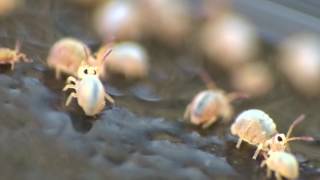 Collembola or Springtails [upl. by Nnailuj]