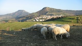 La Sardegna dei pastori il paesaggio della longevità [upl. by Henrieta256]