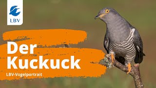 Der Kuckuck Cuculus canorus  Steckbrief mit Gesang Vogelarten kennen lernen mit den Experten [upl. by Terrilyn175]