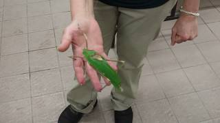 Noisy katydid [upl. by Morissa]