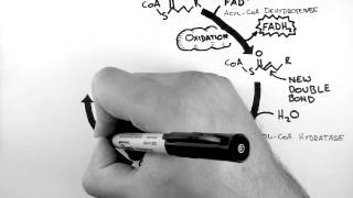 Cellular Respiration 4  BetaOxidation [upl. by Ssidnac919]