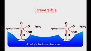 Organophosphate Poisoning animation [upl. by Wernick998]