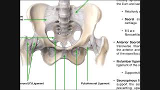 ANTERIOR PELVIC TILT  BASIC CORRECTION EXERCISES [upl. by Kessia]