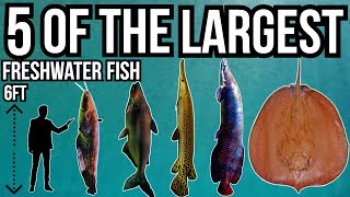 5 of The Largest Freshwater Fish In The World [upl. by Eugatnom]